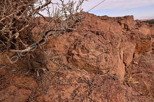 Biosphoto | 2613837 | North African elephant shrew (Petrosaltator rozeti)  Tamsou . Ouarzazate region, Morocco. | &copy; Daniel Heuclin / Biosphoto