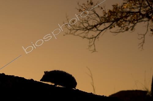 Biosphoto | 2148352 | North African Hedgehog (Atelerix algirus) silouhette, Huesca, Spain | &copy; Jorge Ruiz del Olmo / Biosphoto