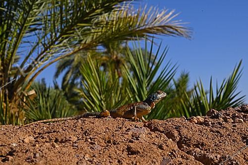 Biosphoto | 2626116 | North african rock agama (Agama bibroni) on ground, Morocco | &copy; Daniel Heuclin / Biosphoto