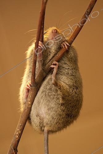 Biosphoto | 2407953 | Northern birch mouse Sicista betulina Northern birch mouse (Sicista betulina) climbs up a dry branch. Original country: middle Russia | &copy; Aleksey Volkov / Biosphoto