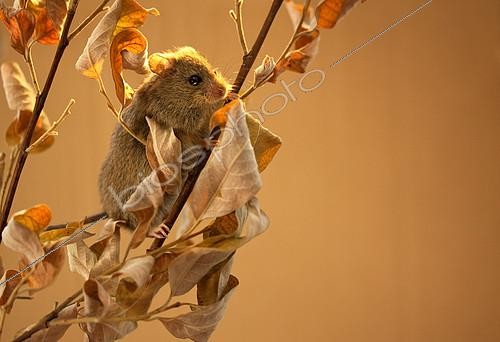Biosphoto | 2407952 | Northern birch mouse (Sicista betulina) sitting on a dry branch. Photographing animals in a special transparent camera on the territory of the scientific center of the Moscow zoo Original country: middle Russia | &copy; Aleksey Volkov / Biosphoto