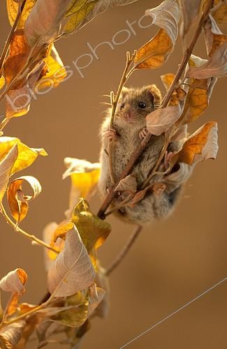 Biosphoto | 2407946 | Northern birch mouse (Sicista betulina) the mouse is trying to stay on a dry branch. Original country: middle Russia | &copy; Aleksey Volkov / Biosphoto
