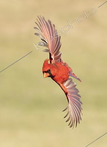 Biosphoto | 2448010 | Northern Cardinal (Cardinalis cardinalis) male flying, Texas, USA | &copy; Alan Murphy / BIA / Biosphoto