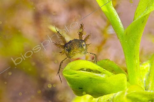 Biosphoto | 2621906 | Northern crested newt (Triturus cristatus) larva on a leaf, city of Couffy, Loir et Cher, France | &copy; Bruno Guénard / Biosphoto