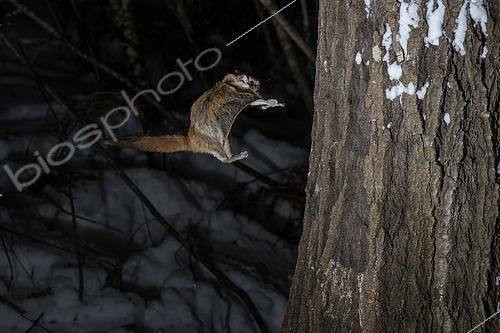 Biosphoto | 2580885 | Northern flying squirrel (Glaucomys sabrinus) landing on a trunk, Région du Saguenay lac St Jean, Province du Québec, Canada | &copy; Fabrice Simon / Biosphoto