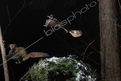 Biosphoto | 2580901 | Northern flying squirrel (Glaucomys sabrinus) landing on a trunk, Région du Saguenay lac St Jean, Province du Québec, Canada | &copy; Fabrice Simon / Biosphoto
