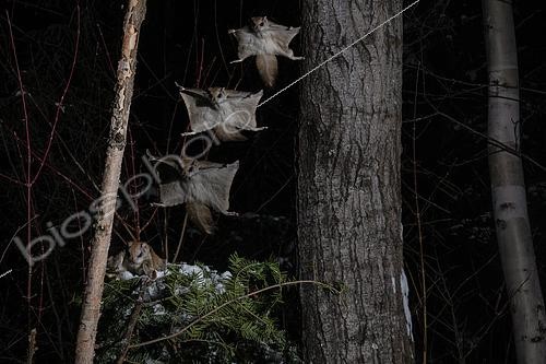 Biosphoto | 2580904 | Northern flying squirrel (Glaucomys sabrinus) landing on a trunk, Région du Saguenay lac St Jean, Province du Québec, Canada | &copy; Fabrice Simon / Biosphoto
