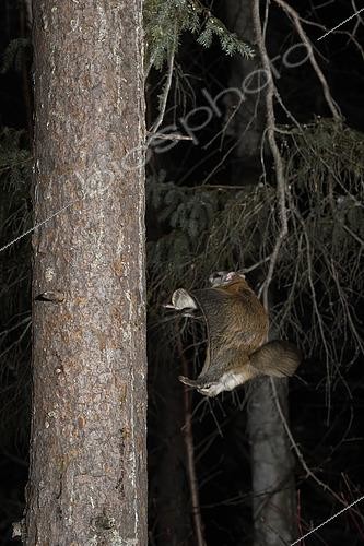 Biosphoto | 2580905 | Northern flying squirrel (Glaucomys sabrinus) landing on a trunk, Région du Saguenay lac St Jean, Province du Québec, Canada | &copy; Fabrice Simon / Biosphoto