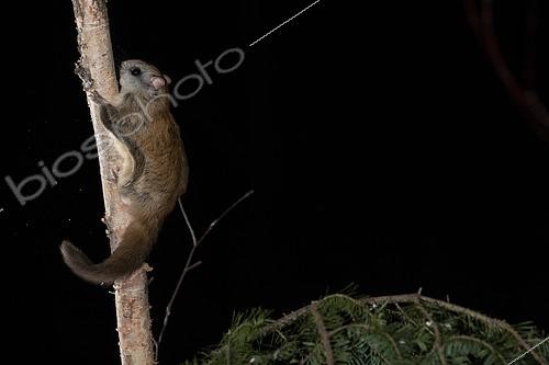 Biosphoto | 2580912 | Northern flying squirrel (Glaucomys sabrinus) landing on a trunk, Région du Saguenay lac St Jean, Province du Québec, Canada | &copy; Fabrice Simon / Biosphoto