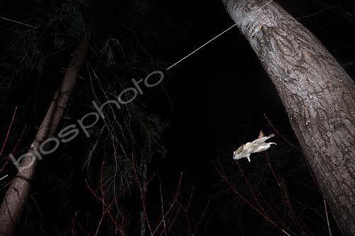 Biosphoto | 2580879 | Northern flying squirrel (Glaucomys sabrinus) in flight, Région du Saguenay lac St Jean, Province du Québec, Canada | &copy; Fabrice Simon / Biosphoto