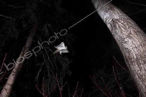 Biosphoto | 2580880 | Northern flying squirrel (Glaucomys sabrinus) in flight, Région du Saguenay lac St Jean, Province du Québec, Canada | &copy; Fabrice Simon / Biosphoto
