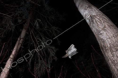 Biosphoto | 2580882 | Northern flying squirrel (Glaucomys sabrinus) in flight, Région du Saguenay lac St Jean, Province du Québec, Canada | &copy; Fabrice Simon / Biosphoto