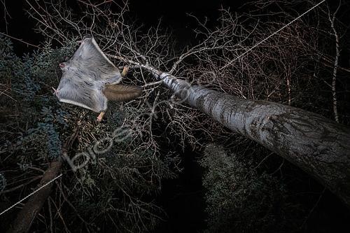 Biosphoto | 2580887 | Northern flying squirrel (Glaucomys sabrinus) in flight, Région du Saguenay lac St Jean, Province du Québec, Canada | &copy; Fabrice Simon / Biosphoto