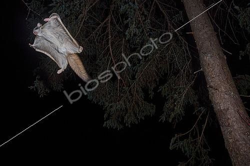 Biosphoto | 2580890 | Northern flying squirrel (Glaucomys sabrinus) in flight, Région du Saguenay lac St Jean, Province du Québec, Canada | &copy; Fabrice Simon / Biosphoto