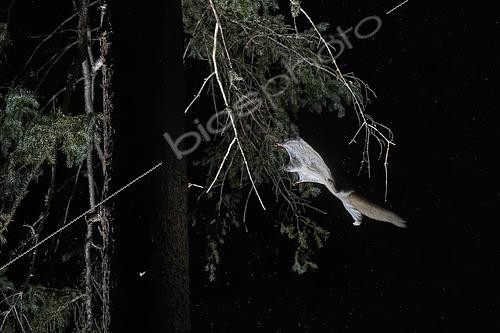 Biosphoto | 2580891 | Northern flying squirrel (Glaucomys sabrinus) in flight, Région du Saguenay lac St Jean, Province du Québec, Canada | &copy; Fabrice Simon / Biosphoto
