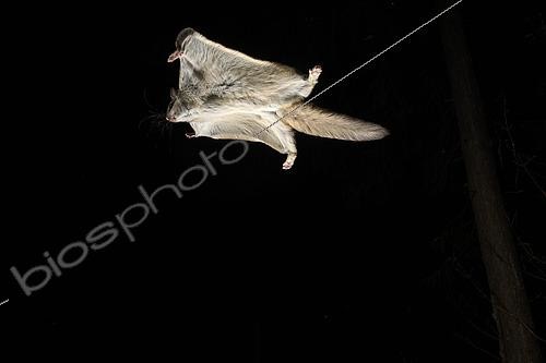 Biosphoto | 2580894 | Northern flying squirrel (Glaucomys sabrinus) in flight, Région du Saguenay lac St Jean, Province du Québec, Canada | &copy; Fabrice Simon / Biosphoto