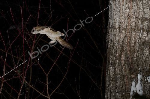 Biosphoto | 2580899 | Northern flying squirrel (Glaucomys sabrinus) in flight, Région du Saguenay lac St Jean, Province du Québec, Canada | &copy; Fabrice Simon / Biosphoto