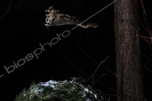 Biosphoto | 2580902 | Northern flying squirrel (Glaucomys sabrinus) in flight, Région du Saguenay lac St Jean, Province du Québec, Canada | &copy; Fabrice Simon / Biosphoto