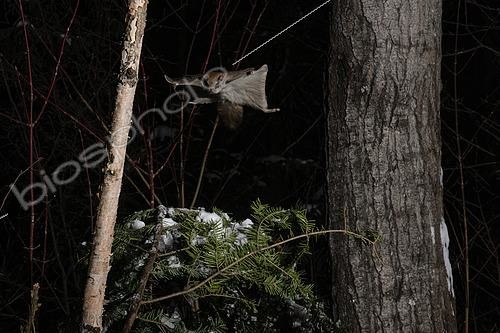 Biosphoto | 2580906 | Northern flying squirrel (Glaucomys sabrinus) in flight, Région du Saguenay lac St Jean, Province du Québec, Canada | &copy; Fabrice Simon / Biosphoto
