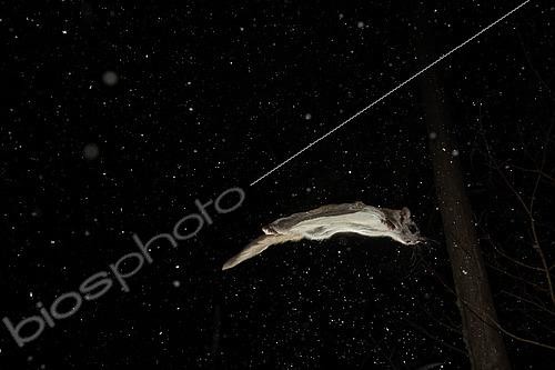 Biosphoto | 2580907 | Northern flying squirrel (Glaucomys sabrinus) in flight, Région du Saguenay lac St Jean, Province du Québec, Canada | &copy; Fabrice Simon / Biosphoto