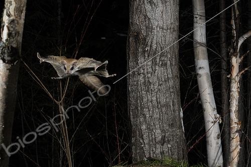 Biosphoto | 2580908 | Northern flying squirrel (Glaucomys sabrinus) in flight, Région du Saguenay lac St Jean, Province du Québec, Canada | &copy; Fabrice Simon / Biosphoto