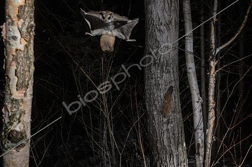 Biosphoto | 2580910 | Northern flying squirrel (Glaucomys sabrinus) in flight, Région du Saguenay lac St Jean, Province du Québec, Canada | &copy; Fabrice Simon / Biosphoto