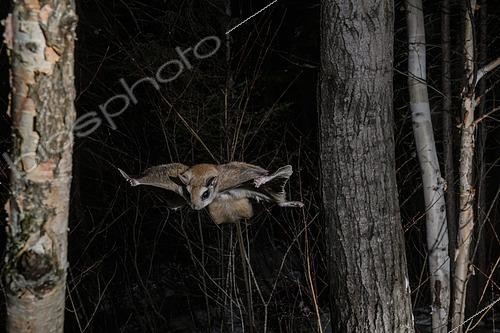 Biosphoto | 2580911 | Northern flying squirrel (Glaucomys sabrinus) in flight, Région du Saguenay lac St Jean, Province du Québec, Canada | &copy; Fabrice Simon / Biosphoto