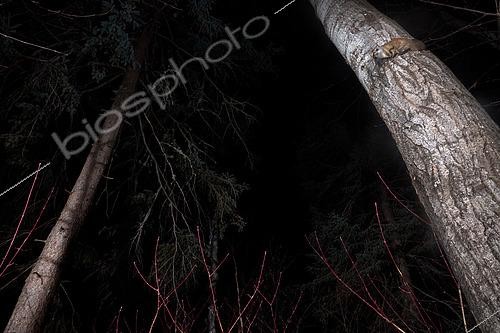 Biosphoto | 2580878 | Northern flying squirrel (Glaucomys sabrinus) on a trunk, Saguenay lac St Jean region, Province of Quebec, Canada | &copy; Fabrice Simon / Biosphoto