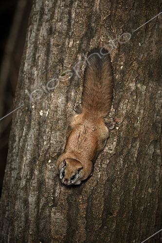 Biosphoto | 2580892 | Northern flying squirrel (Glaucomys sabrinus) on Quaking aspen trunk, Région du Saguenay lac St Jean, Province du Québec, Canada | &copy; Fabrice Simon / Biosphoto