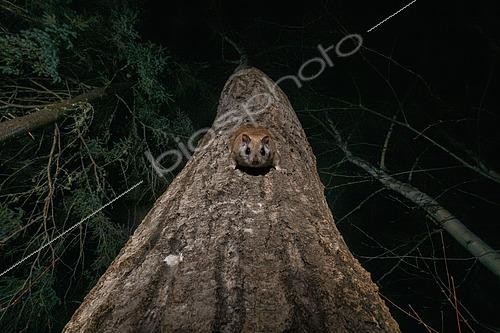 Biosphoto | 2580895 | Northern flying squirrel (Glaucomys sabrinus) on Quaking aspen trunk, Région du Saguenay lac St Jean, Province du Québec, Canada | &copy; Fabrice Simon / Biosphoto