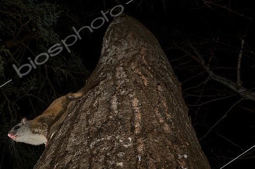 Biosphoto | 2580896 | Northern flying squirrel (Glaucomys sabrinus) on Quaking aspen trunk, Région du Saguenay lac St Jean, Province du Québec, Canada | &copy; Fabrice Simon / Biosphoto
