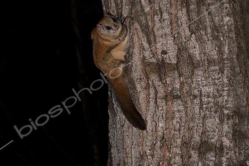 Biosphoto | 2580898 | Northern flying squirrel (Glaucomys sabrinus) on Quaking aspen trunk, Région du Saguenay lac St Jean, Province du Québec, Canada | &copy; Fabrice Simon / Biosphoto
