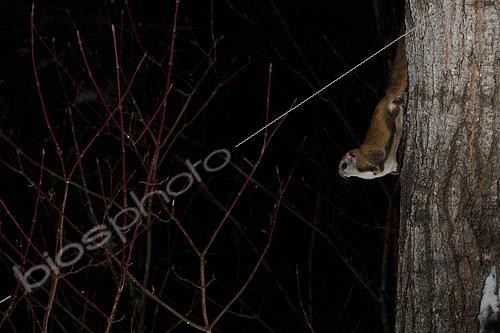 Biosphoto | 2580900 | Northern flying squirrel (Glaucomys sabrinus) on Quaking aspen trunk, Région du Saguenay lac St Jean, Province du Québec, Canada | &copy; Fabrice Simon / Biosphoto