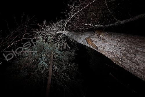 Biosphoto | 2580888 | Northern flying squirrels (Glaucomys sabrinus), Région du Saguenay lac St Jean, Province du Québec, Canada | &copy; Fabrice Simon / Biosphoto