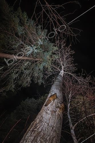 Biosphoto | 2580889 | Northern flying squirrels (Glaucomys sabrinus), Région du Saguenay lac St Jean, Province du Québec, Canada | &copy; Fabrice Simon / Biosphoto
