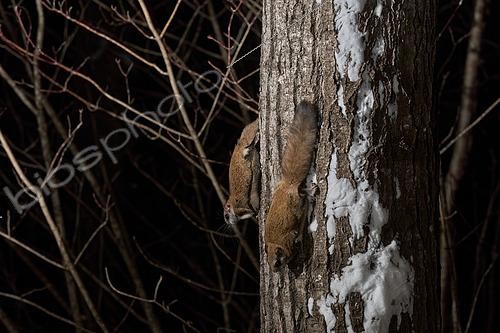 Biosphoto | 2580903 | Northern flying squirrels (Glaucomys sabrinus), Région du Saguenay lac St Jean, Province du Québec, Canada | &copy; Fabrice Simon / Biosphoto