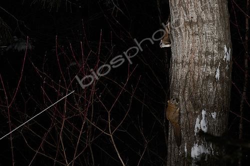 Biosphoto | 2580897 | Northern flying squirrels (Glaucomys sabrinus) on Quaking aspen trunk, Région du Saguenay lac St Jean, Province du Québec, Canada | &copy; Fabrice Simon / Biosphoto