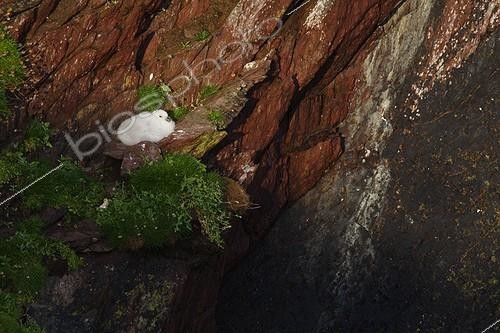 Biosphoto | 465679 | Northern fulmar chick on a cliff Wales ; Skokholm, Pembrokeshire island. | &copy; Jack Chapman / Biosphoto