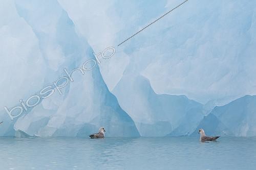 Biosphoto | 2072503 | Northern fulmar (Fulmarus glacialis) feeding at the foot of an iceberg, Spitsbergen, Svalbard archipelago | &copy; Samuel Blanc / Biosphoto