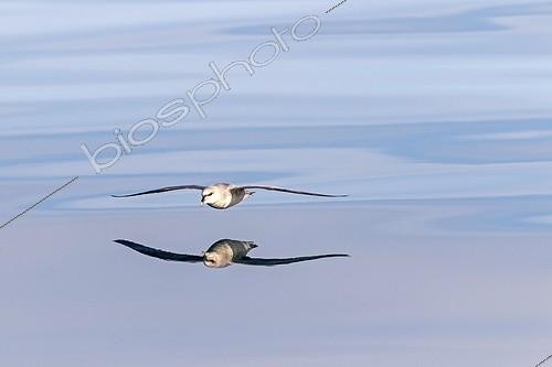 Biosphoto | 1877312 | Northern Fulmar in flight over water Spitsbergen Svalbard | &copy; Sylvain Cordier / Biosphoto