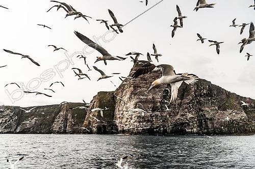 Biosphoto | 2450457 | Northern Gannet (Morus bassanus), flying in a group near their colony on the island of Noss in the Shetlands. | &copy; Marc Tisseau / Biosphoto