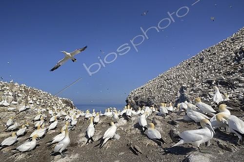 Biosphoto | 2042909 | Northern Gannets colony - Bass Rock Scotland UK | &copy; Michel Poinsignon / Biosphoto