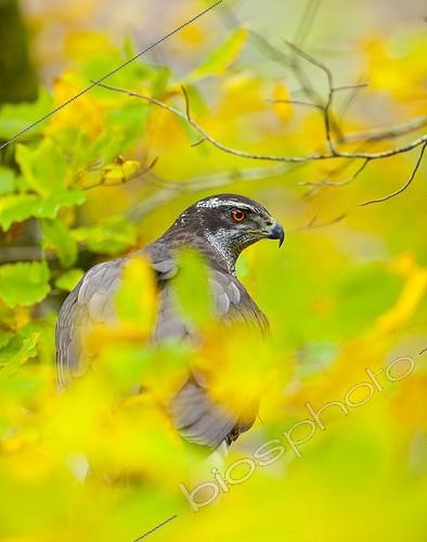 Biosphoto | 1648996 | Northern Goshawk on a branch in autumn Spain | &copy; Juan-Carlos Muñoz / Biosphoto