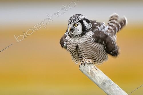 Biosphoto | 683879 | Northern Hawk Owl on a log  Alaska USA | &copy; Fabrice Simon / Biosphoto