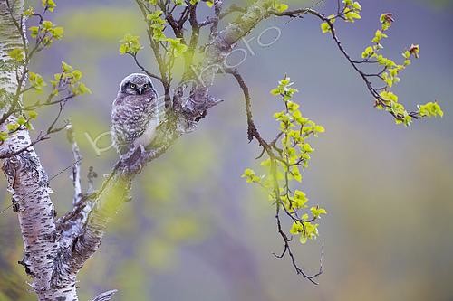Biosphoto | 2577005 | Northern hawk owl (Surnia ulula), a fledgling chick in Varanger, Norway. | &copy; Michael Adam / Biosphoto