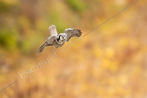 Biosphoto | 2576991 | Northern Hawk-Owl (Surnia ulula) - Adult hunting in autumn colors in the Kuusamo region, Finland | &copy; Michael Adam / Biosphoto