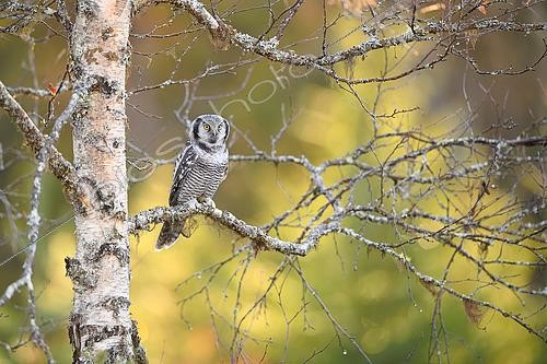 Biosphoto | 2576993 | Northern Hawk-Owl (Surnia ulula) - Adult posed with autumn colors in the Kuusamo region, Finland | &copy; Michael Adam / Biosphoto