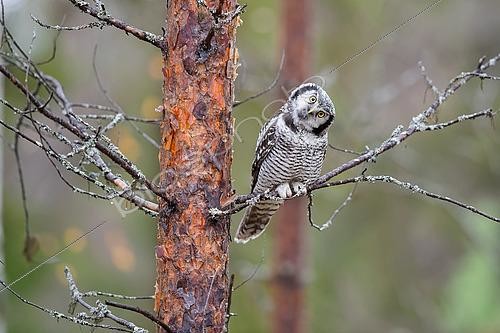 Biosphoto | 2576990 | Northern Hawk-Owl (Surnia ulula) - Adult posed in the Kuusamo region of Finland | &copy; Michael Adam / Biosphoto