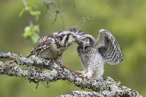 Biosphoto | 2434874 | Northern hawk-owl (Surnia ulula), Jämtland, Sweden. An adult bird feeding a month old chick in June 2018 | &copy; Ivan Sjögren / Biosphoto