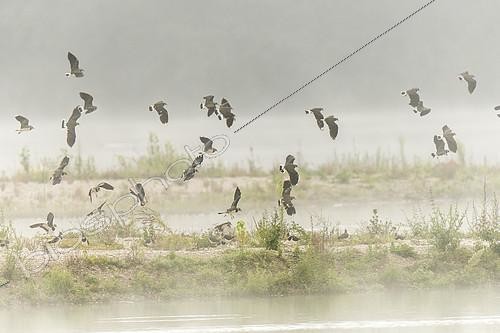 Biosphoto | 2141269 | Northern Lapwing (Vanellus vanellus) in flight in the mist in summer, Bas Rebourseaux, Burgundy, France | &copy; Gilles Ménanteau / Biosphoto